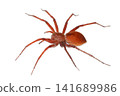 Ilo-billed spider　 141689986