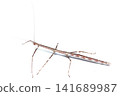 Stick insect (female) 141689987