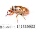 Cicada (larva) 141689988