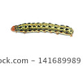 Spodoptera litura larva 141689989