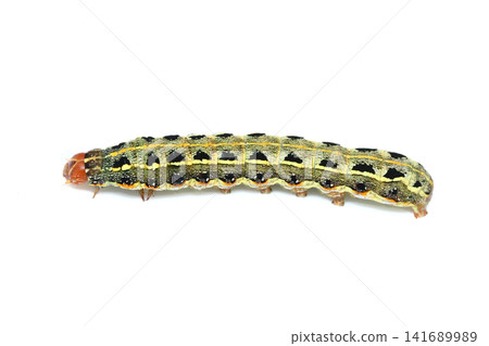 Spodoptera litura larva 141689989