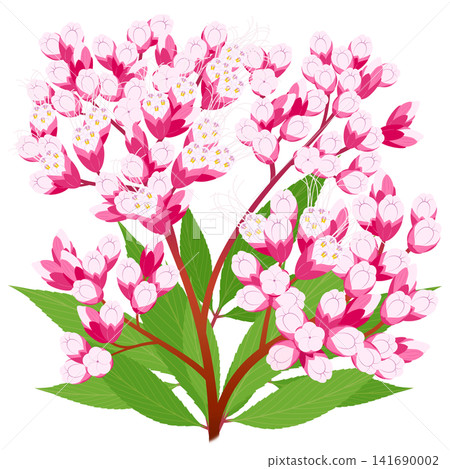 七種秋季花卉插圖 - 澤蘭 七種秋季花卉插圖 - 澤蘭 141690002