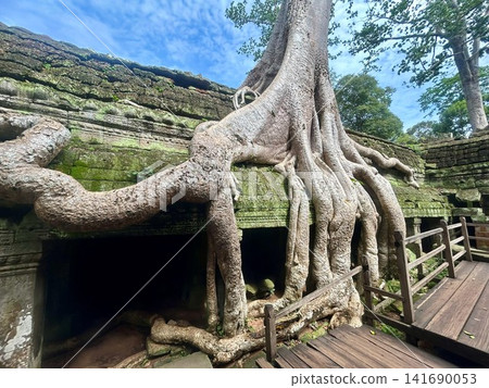 The strange trees of Angkor Wat 141690053
