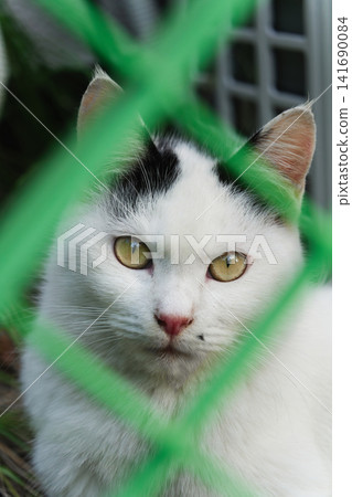 A sharp, beautiful spotted cat peeking through the fence at a construction site. A sharp, beautiful spotted cat peeking through the fence at a construction site. 141690084