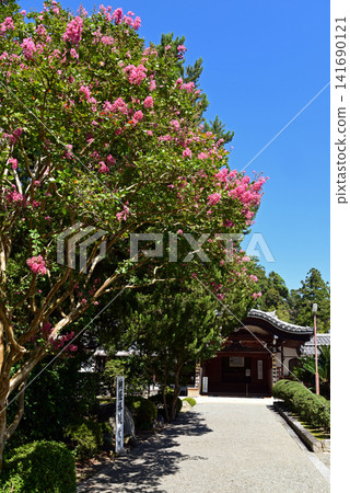 Crape myrtle flowers bloom at Negoro-ji Temple Crape myrtle flowers bloom at Negoro-ji Temple 141690121