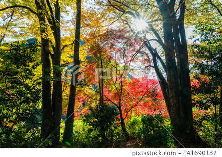Autumn leaves of Okutama Autumn leaves of Okutama 141690132