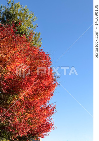 Autumn leaves of Okutama Autumn leaves of Okutama 141690139