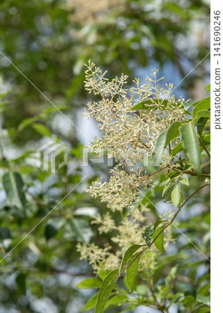 白蠟樹（Fraxinus griffithii），一種開出許多白色小花的樹。 141690246