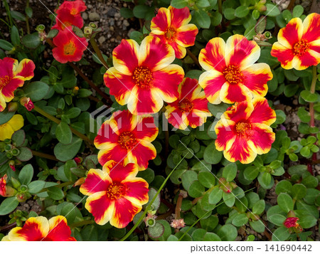 A summer flowerbed adorned with vibrant red and yellow portulaca. A summer flowerbed adorned with vibrant red and yellow portulaca. 141690442