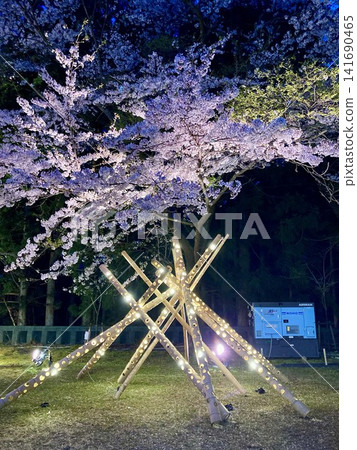 Instagrammable illuminated cherry blossoms at night Instagrammable illuminated cherry blossoms at night 141690465