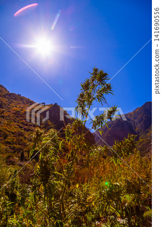 Blooming cannabis plants in sunny Kyrgyzstan mountains Blooming cannabis plants in sunny Kyrgyzstan mountains 141690556