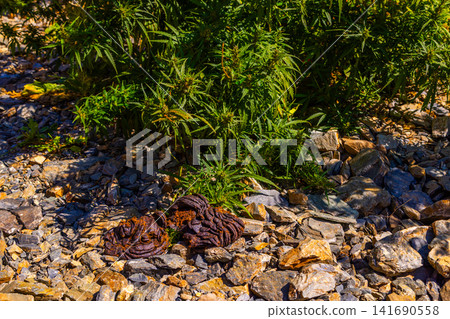 Vibrant Cannabis Plants Growing Amongst Rocks in Kyrgyzstan Vibrant Cannabis Plants Growing Amongst Rocks in Kyrgyzstan 141690558