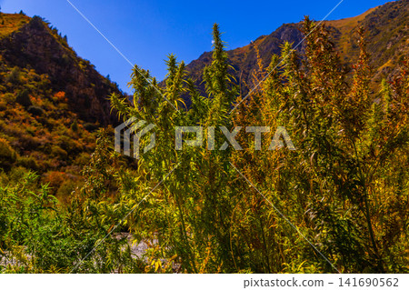 Wild Cannabis Plants Growing on Mountain Slope in Kyrgyzstan Wild Cannabis Plants Growing on Mountain Slope in Kyrgyzstan 141690562