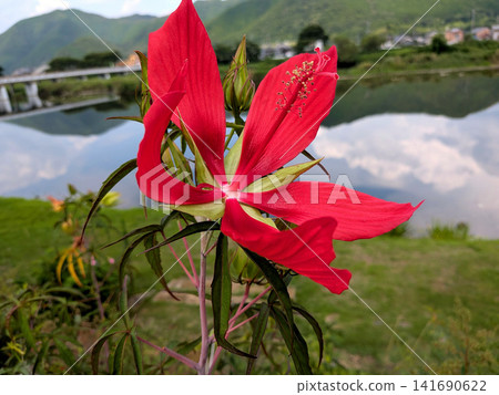 夏日里,河邊盛開著楓葉芙蓉花,倒映在水中,構成了一幅美麗的景象。 夏日里,河邊盛開著楓葉芙蓉花,倒映在水中,構成了一幅美麗的景象。 141690622