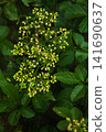 Cherry tomatoes that started to color 141690637