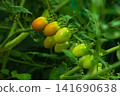 Cherry tomatoes that started to color 141690638