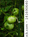 Cherry tomatoes that started to color 141690640