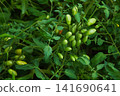 Cherry tomatoes that started to color 141690641