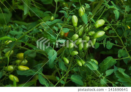 Cherry tomatoes that started to color Cherry tomatoes that started to color 141690641