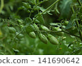 Cherry tomatoes that started to color 141690642