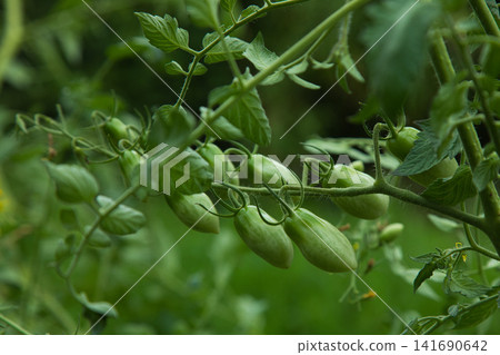 Cherry tomatoes that started to color Cherry tomatoes that started to color 141690642