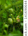 Cherry tomatoes that started to color 141690644