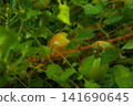 Cherry tomatoes that started to color 141690645