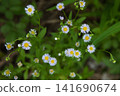 Cherry tomatoes that started to color 141690674