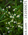 Cherry tomatoes that started to color 141690675