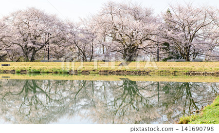北野里路邊站:清晨櫻花盛開,令人心曠神怡-福島縣 北野里路邊站:清晨櫻花盛開,令人心曠神怡-福島縣 141690798