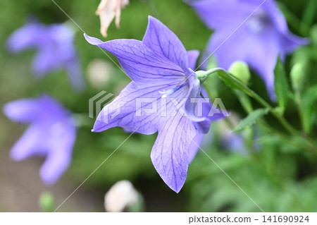 A bellflower photographed in Koneyama Wild Bird Forest. 141690924