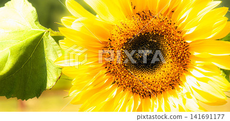 A single sunflower blooming vibrantly in the scorching heat of midsummer. 141691177