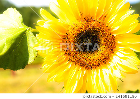 A single sunflower blooming vibrantly in the scorching heat of midsummer. 141691180