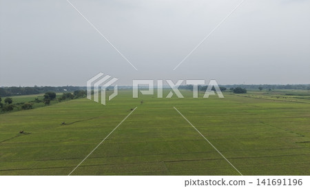 Drone View of Agricultural Wetlands in Rural Bangladesh Drone View of Agricultural Wetlands in Rural Bangladesh 141691196