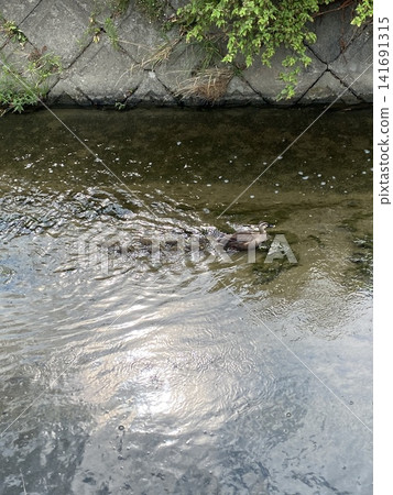 A family of ducks swimming across the river A family of ducks swimming across the river 141691315