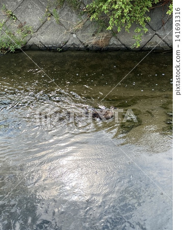 A family of ducks swimming across a small river. A family of ducks swimming across a small river. 141691316