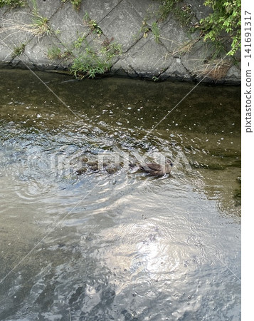A family of ducks swimming in the river current. A family of ducks swimming in the river current. 141691317
