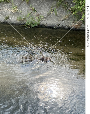 A riverside landscape: A family of ducks A riverside landscape: A family of ducks 141691318
