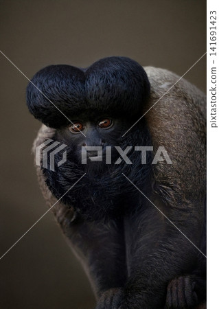 A portrait of Higesaki looking directly at the camera. A portrait of Higesaki looking directly at the camera. 141691423