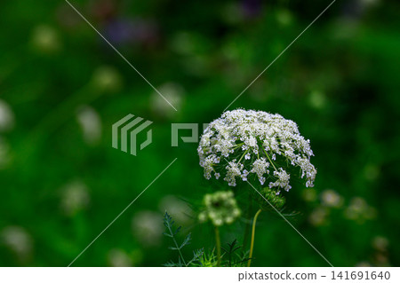 白色野胡蘿蔔花 白色野胡蘿蔔花 141691640