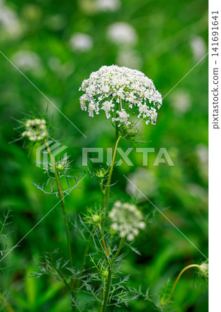 白色野胡蘿蔔花 白色野胡蘿蔔花 141691641