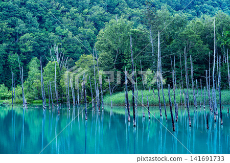 I spent an early morning in early summer facing the blue pond in Shirogane. I spent an early morning in early summer facing the blue pond in Shirogane. 141691733