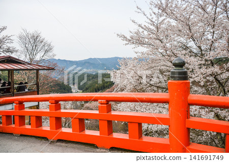 Yoshino Mountain: Ohashi Bridge and Cherry Blossoms Yoshino Mountain: Ohashi Bridge and Cherry Blossoms 141691749