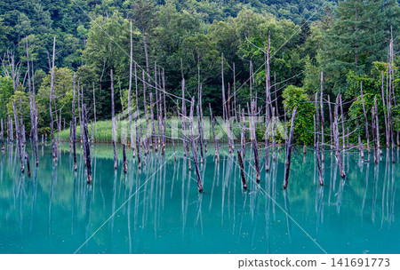 On a early summer morning, I gazed at the blue pond in Shirogane before sunrise. On a early summer morning, I gazed at the blue pond in Shirogane before sunrise. 141691773