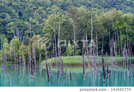 I gazed at the blue pond in Shirokane from before sunrise on an early summer morning. I gazed at the blue pond in Shirokane from before sunrise on an early summer morning. 141691774