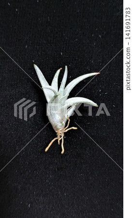 Silver-leaved Tillandsia and roots stand out against a black background. Silver-leaved Tillandsia and roots stand out against a black background. 141691783