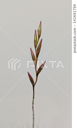 鐵蘭花穗和花蕾在淺灰色背景下伸展。 鐵蘭花穗和花蕾在淺灰色背景下伸展。 141691784