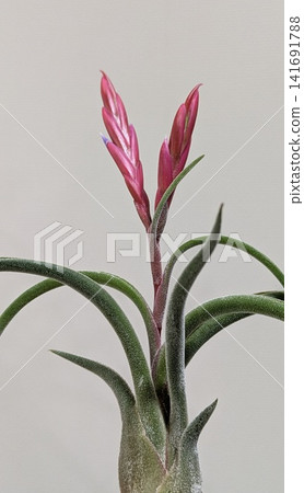 鐵蘭屬植物,從深粉色苞片中開出紫色花朵。 鐵蘭屬植物,從深粉色苞片中開出紫色花朵。 141691788