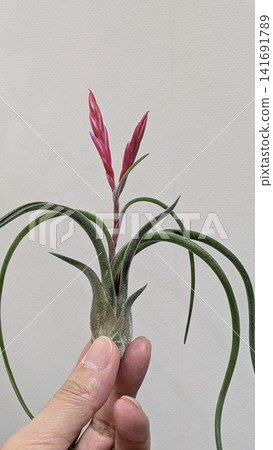 A hand holding a Tillandsia plant with pink flower spikes. A hand holding a Tillandsia plant with pink flower spikes. 141691789