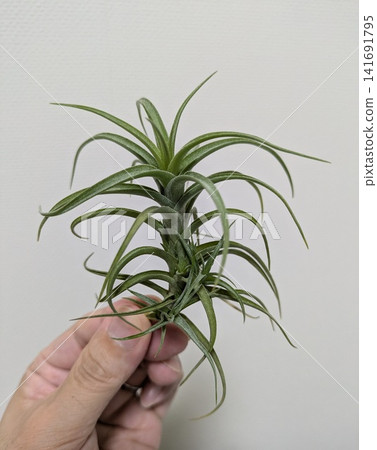 手中拿著一叢鐵蘭植物及其幼苗。 手中拿著一叢鐵蘭植物及其幼苗。 141691795